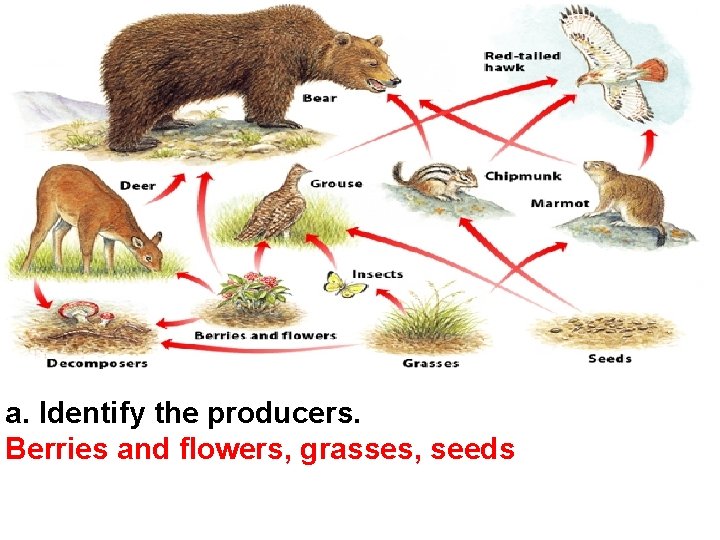 a. Identify the producers. Berries and flowers, grasses, seeds 