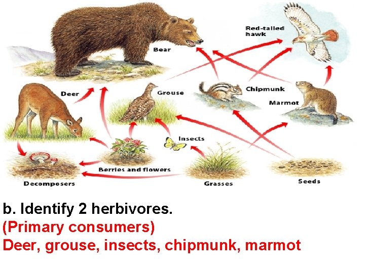 b. Identify 2 herbivores. (Primary consumers) Deer, grouse, insects, chipmunk, marmot 