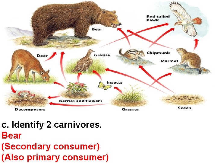 c. Identify 2 carnivores. Bear (Secondary consumer) (Also primary consumer) 