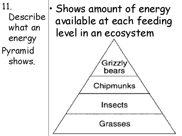 11. • Shows amount of energy Describe available at each feeding what an level