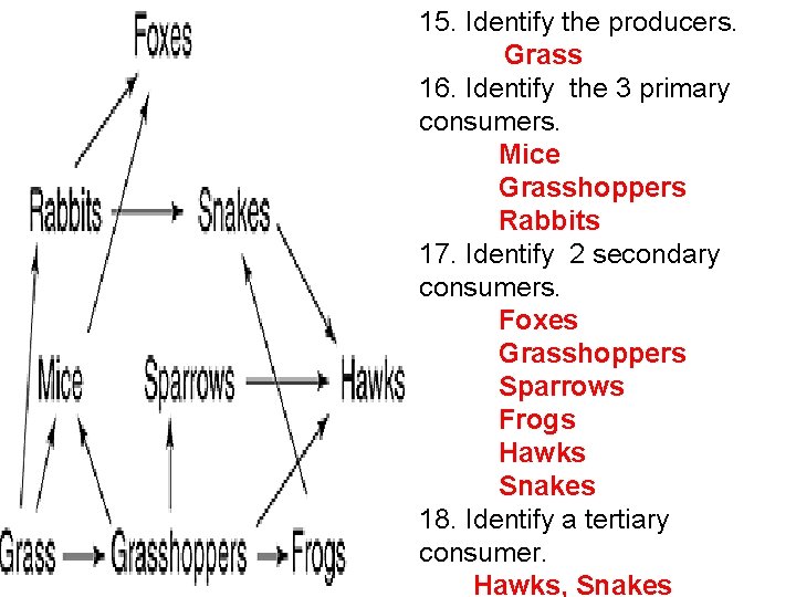 15. Identify the producers. Grass 16. Identify the 3 primary consumers. Mice Grasshoppers Rabbits