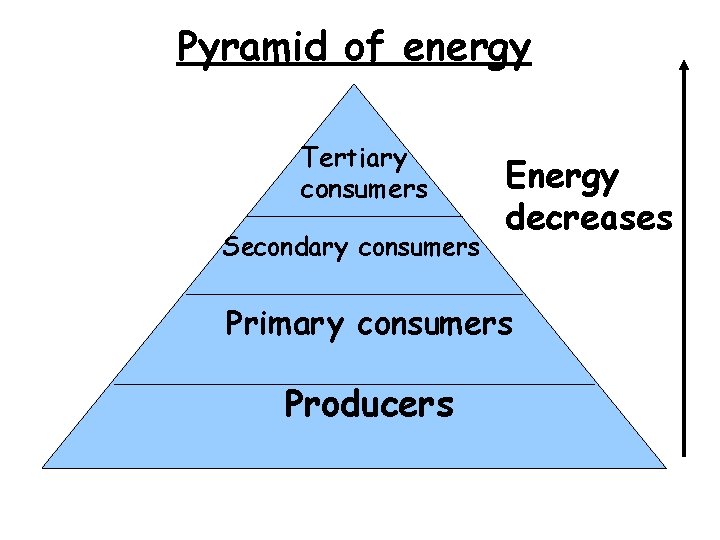 Pyramid of energy Tertiary consumers Secondary consumers Energy decreases Primary consumers Producers 