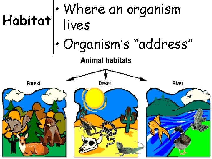  • Where an organism Habitat lives • Organism’s “address” 