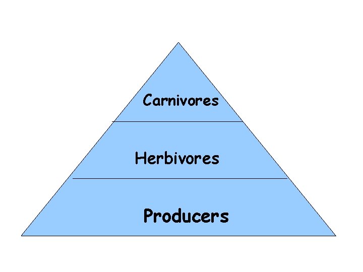 Carnivores Herbivores Producers 