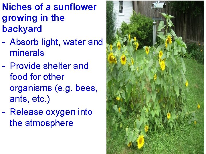 Niches of a sunflower growing in the backyard - Absorb light, water and minerals