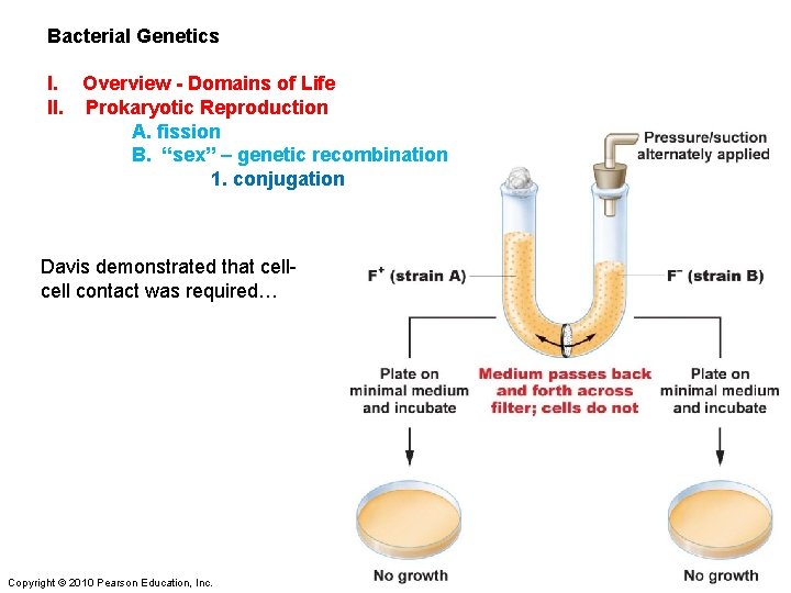 Bacterial Genetics I. Overview - Domains of Life II. Prokaryotic Reproduction A. fission B.