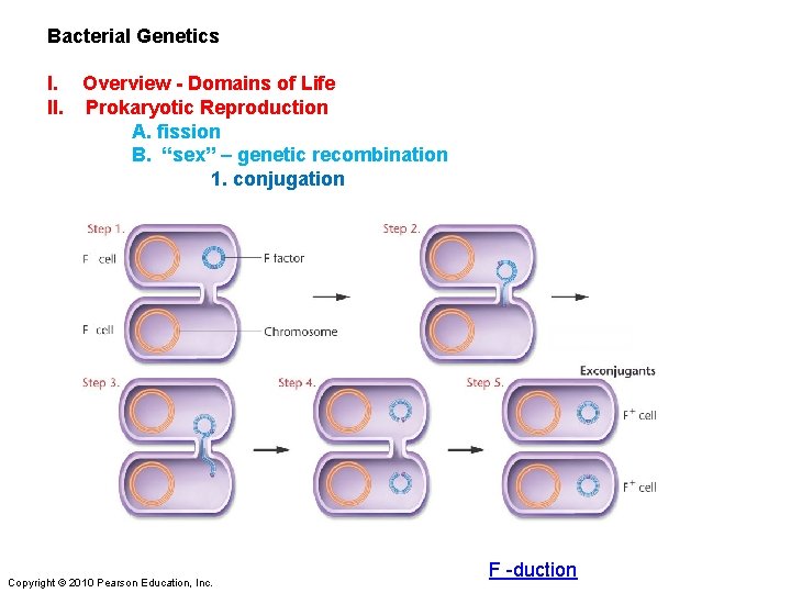 Bacterial Genetics I. Overview - Domains of Life II. Prokaryotic Reproduction A. fission B.