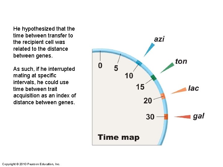 He hypothesized that the time between transfer to the recipient cell was related to