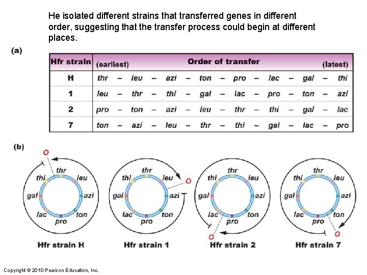 He isolated different strains that transferred genes in different order, suggesting that the transfer