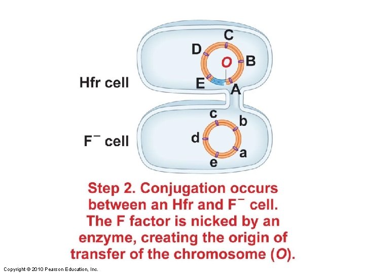 Figure 8 -9 part 2 Copyright © 2010 Pearson Education, Inc. 