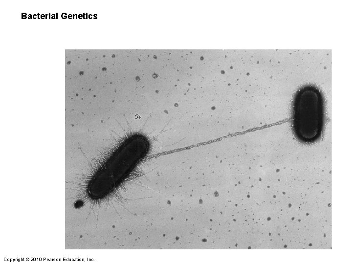 Bacterial Genetics Copyright © 2010 Pearson Education, Inc. 