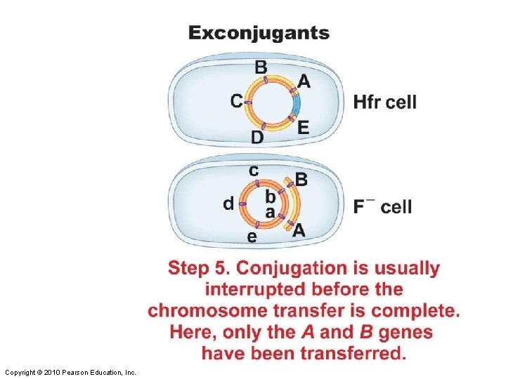 Figure 8 -9 part 5 Copyright © 2010 Pearson Education, Inc. 