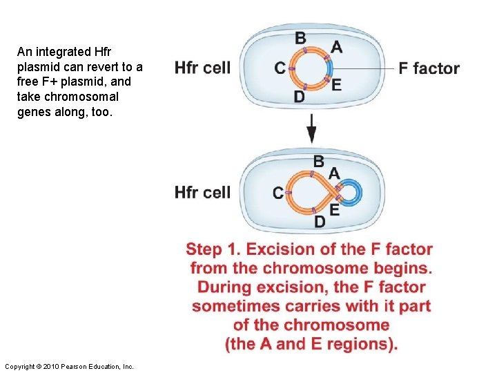 An integrated Hfr plasmid can revert to a free F+ plasmid, and take chromosomal