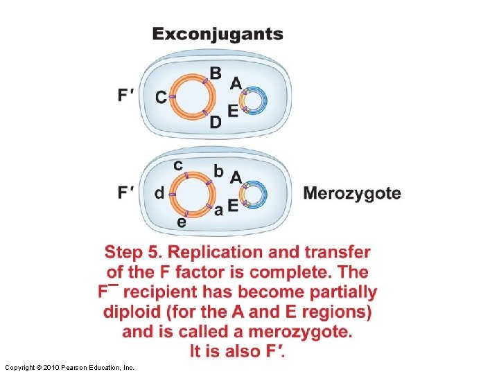 Figure 8 -10 part 5 Copyright © 2010 Pearson Education, Inc. 