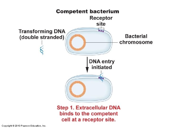 Figure 8 -12 part 1 Copyright © 2010 Pearson Education, Inc. 