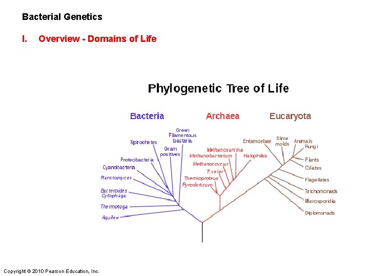 Bacterial Genetics I. Overview - Domains of Life Copyright © 2010 Pearson Education, Inc.