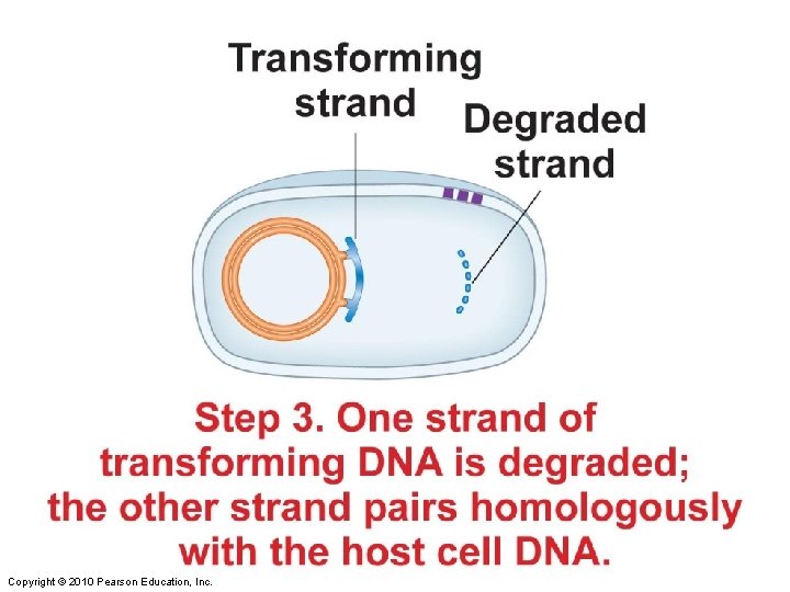 Figure 8 -12 part 3 Copyright © 2010 Pearson Education, Inc. 