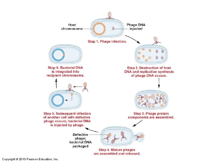 Figure 8 -17 Copyright © 2010 Pearson Education, Inc. 