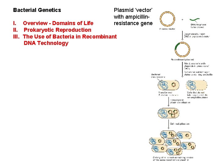 Bacterial Genetics Plasmid ‘vector’ with ampicillinresistance gene I. Overview - Domains of Life II.