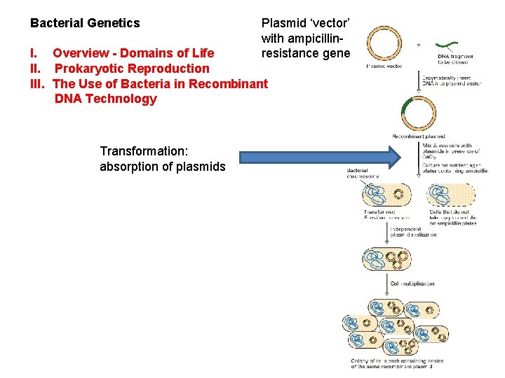 Bacterial Genetics Plasmid ‘vector’ with ampicillinresistance gene I. Overview - Domains of Life II.