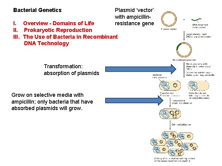 Bacterial Genetics Plasmid ‘vector’ with ampicillinresistance gene I. Overview - Domains of Life II.