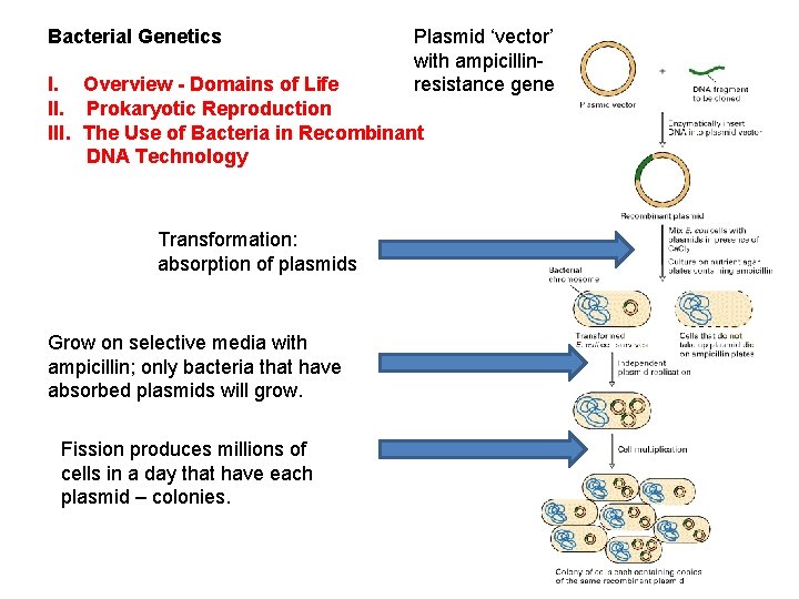 Bacterial Genetics Plasmid ‘vector’ with ampicillinresistance gene I. Overview - Domains of Life II.