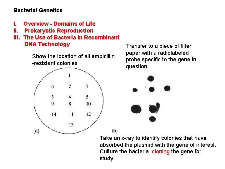 Bacterial Genetics I. Overview - Domains of Life II. Prokaryotic Reproduction III. The Use