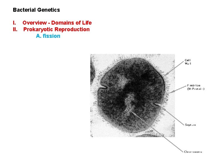 Bacterial Genetics I. Overview - Domains of Life II. Prokaryotic Reproduction A. fission 