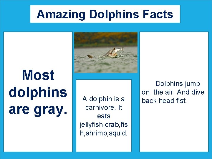 Amazing Dolphins Facts Most dolphins are gray. A dolphin is a carnivore. It eats