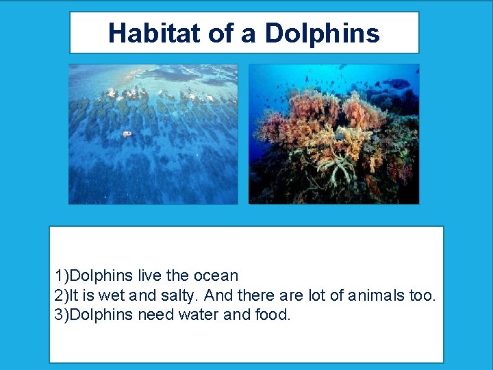 Habitat of a Dolphins Map showing where your animal lives Picture showing your animal