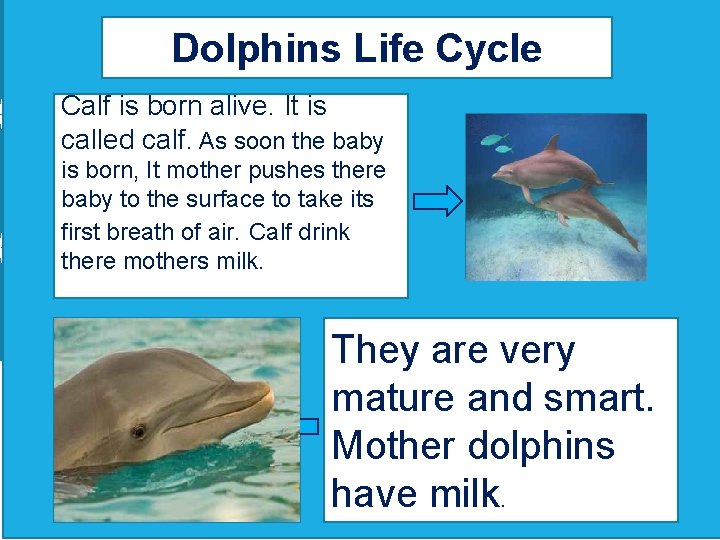 Dolphins Life Cycle Calf is born alive. It is called calf. As soon the