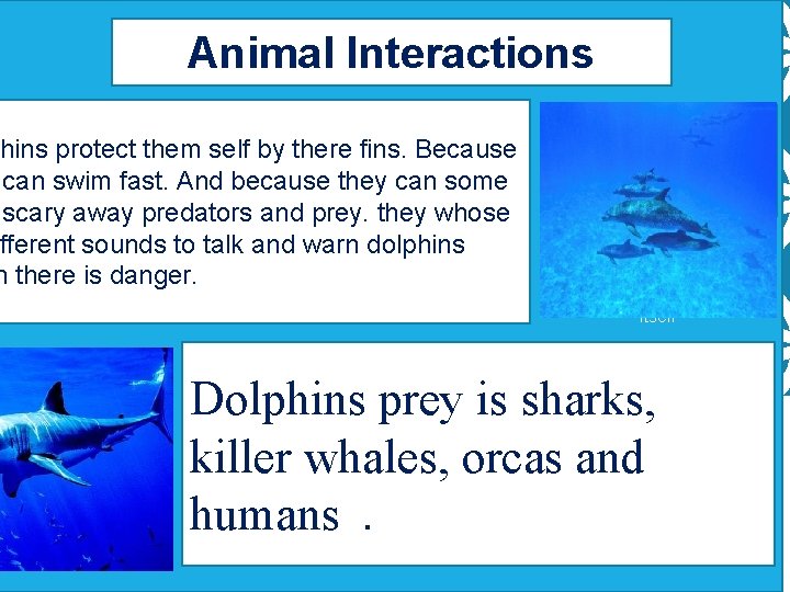 Animal Interactions hins protect them self by there fins. Because can swim fast. And