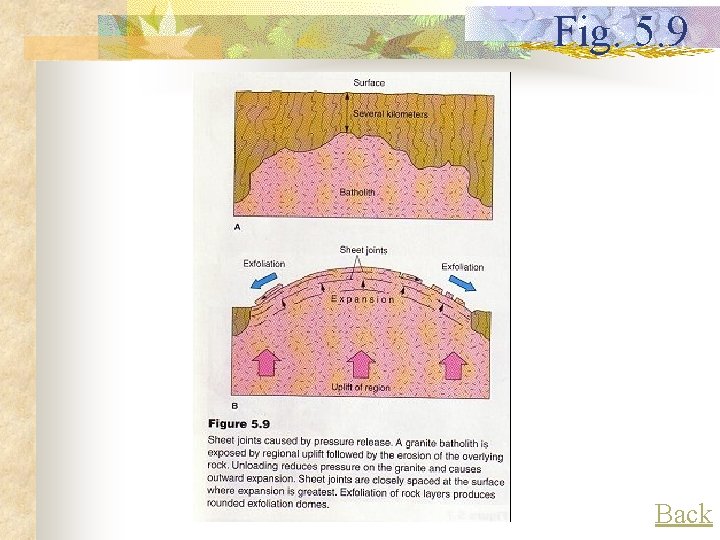 Fig. 5. 9 Back 
