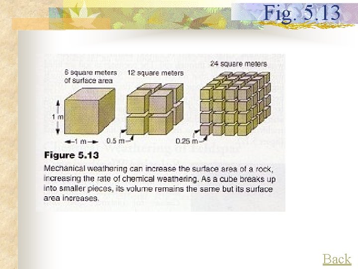 Fig. 5. 13 Back 