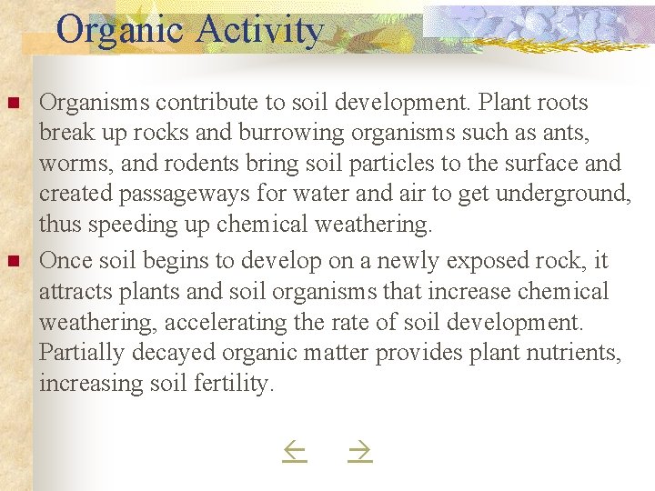 Organic Activity n n Organisms contribute to soil development. Plant roots break up rocks