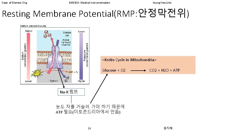 Dept. of Biomed. Eng. BME 302: Medical Instrumentation Kyung Hee Univ. Resting Membrane Potential(RMP: