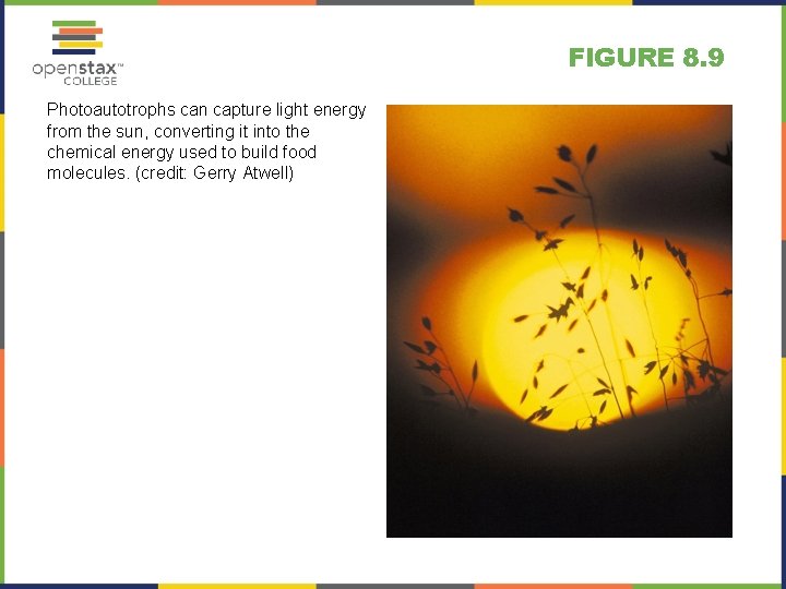 FIGURE 8. 9 Photoautotrophs can capture light energy from the sun, converting it into