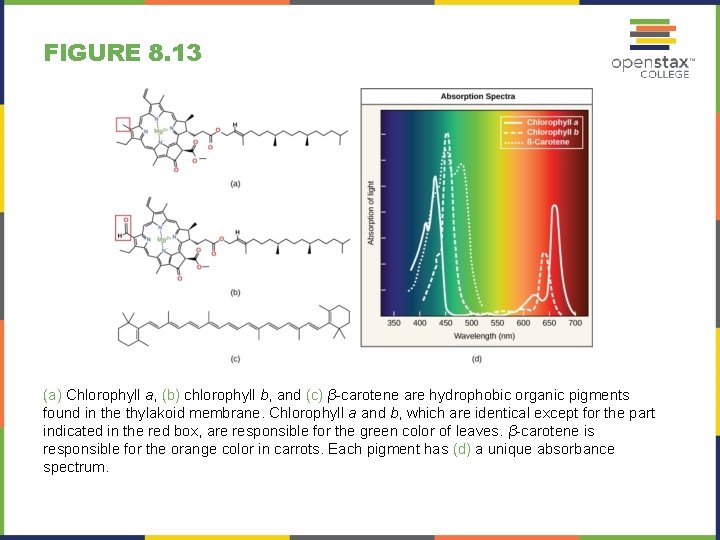 FIGURE 8. 13 (a) Chlorophyll a, (b) chlorophyll b, and (c) β-carotene are hydrophobic