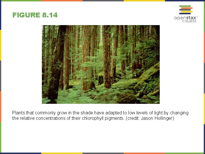 FIGURE 8. 14 Plants that commonly grow in the shade have adapted to low