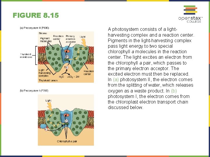 FIGURE 8. 15 A photosystem consists of a lightharvesting complex and a reaction center.