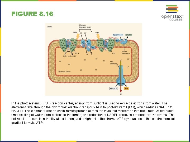 FIGURE 8. 16 In the photosystem II (PSII) reaction center, energy from sunlight is