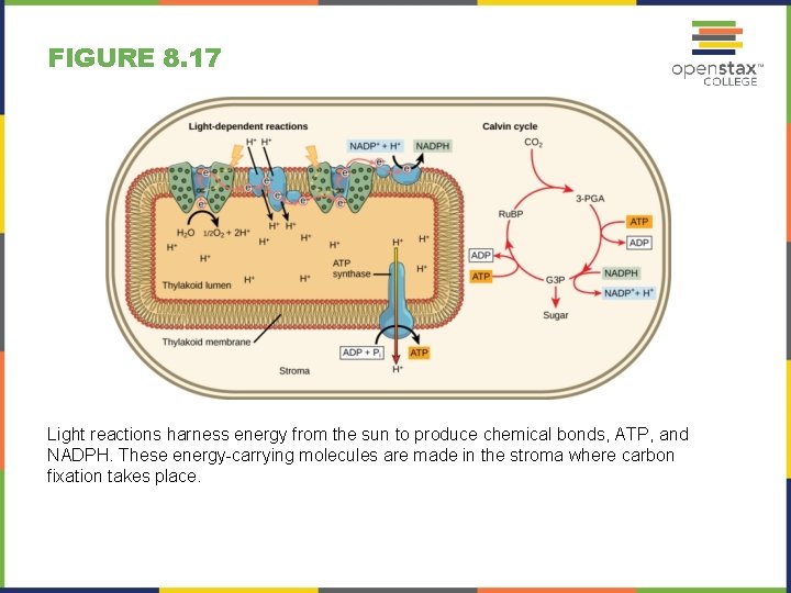 FIGURE 8. 17 Light reactions harness energy from the sun to produce chemical bonds,