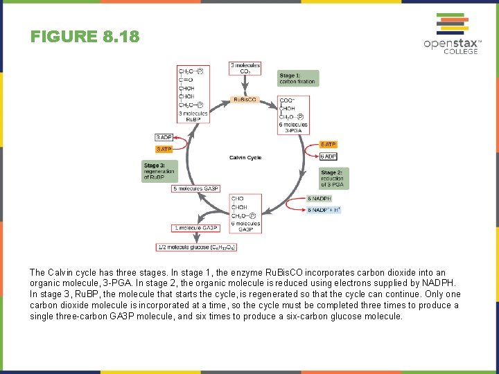 FIGURE 8. 18 The Calvin cycle has three stages. In stage 1, the enzyme