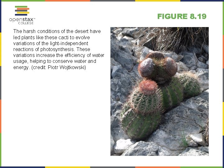 FIGURE 8. 19 The harsh conditions of the desert have led plants like these