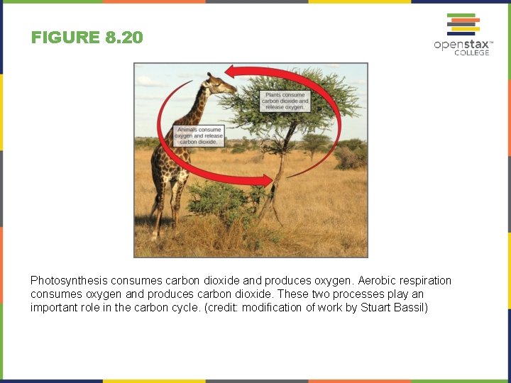 FIGURE 8. 20 Photosynthesis consumes carbon dioxide and produces oxygen. Aerobic respiration consumes oxygen