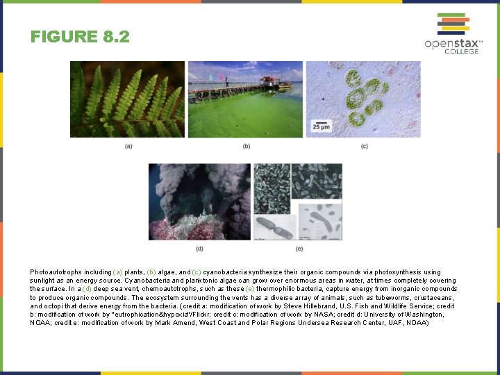 FIGURE 8. 2 Photoautotrophs including (a) plants, (b) algae, and (c) cyanobacteria synthesize their