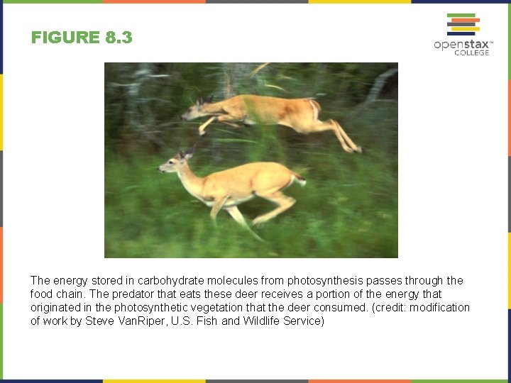 FIGURE 8. 3 The energy stored in carbohydrate molecules from photosynthesis passes through the