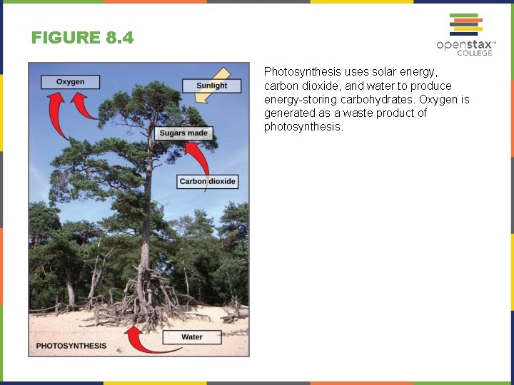 FIGURE 8. 4 Photosynthesis uses solar energy, carbon dioxide, and water to produce energy-storing