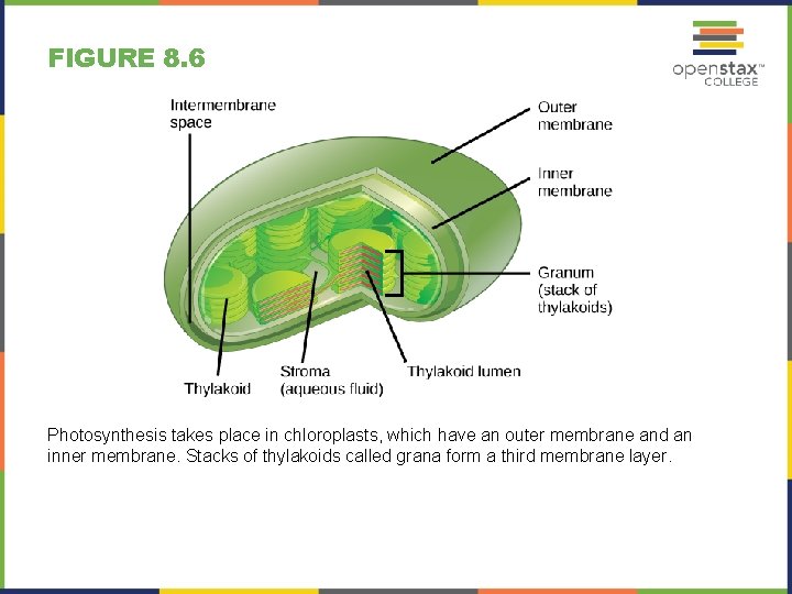 FIGURE 8. 6 Photosynthesis takes place in chloroplasts, which have an outer membrane and