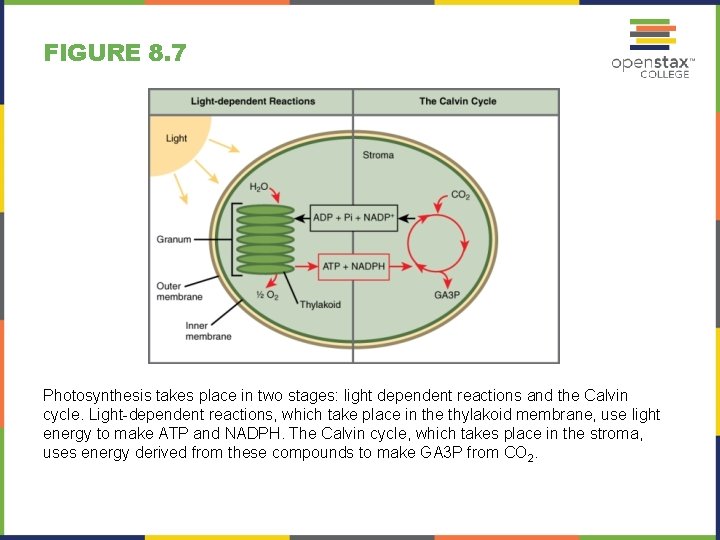 FIGURE 8. 7 Photosynthesis takes place in two stages: light dependent reactions and the